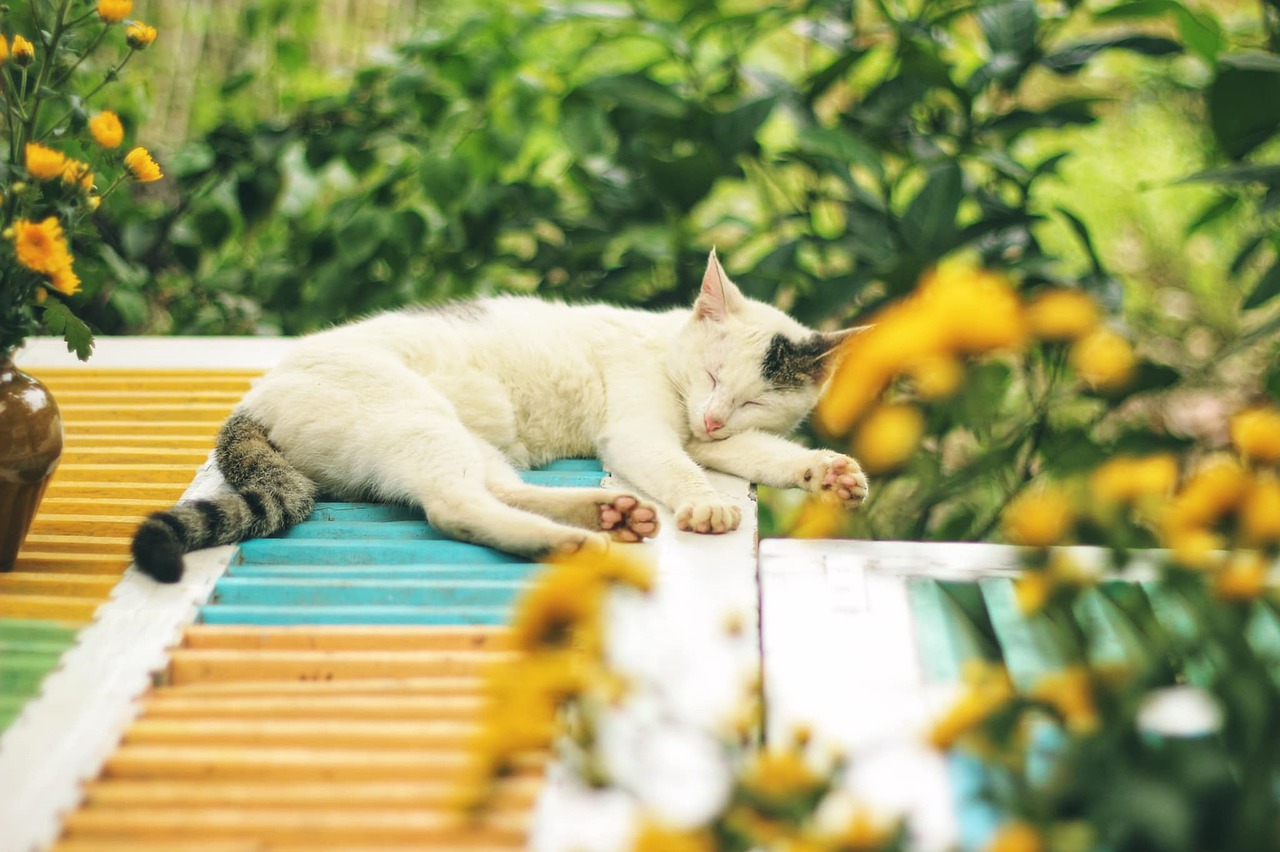 Comment faire pour garder un chat dans la maison