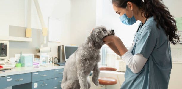 À quelle fréquence dois-je emmener mon chien chez le vétérinaire ?