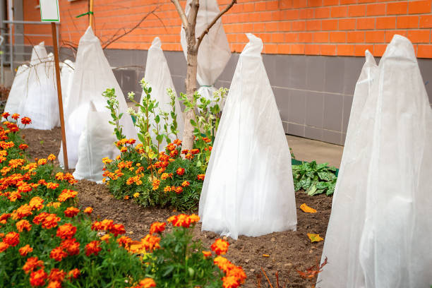 Paillage en hiver : protéger les plantes contre le gel