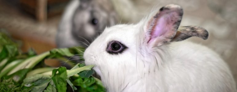Comment jouer avec un lapin nain ?