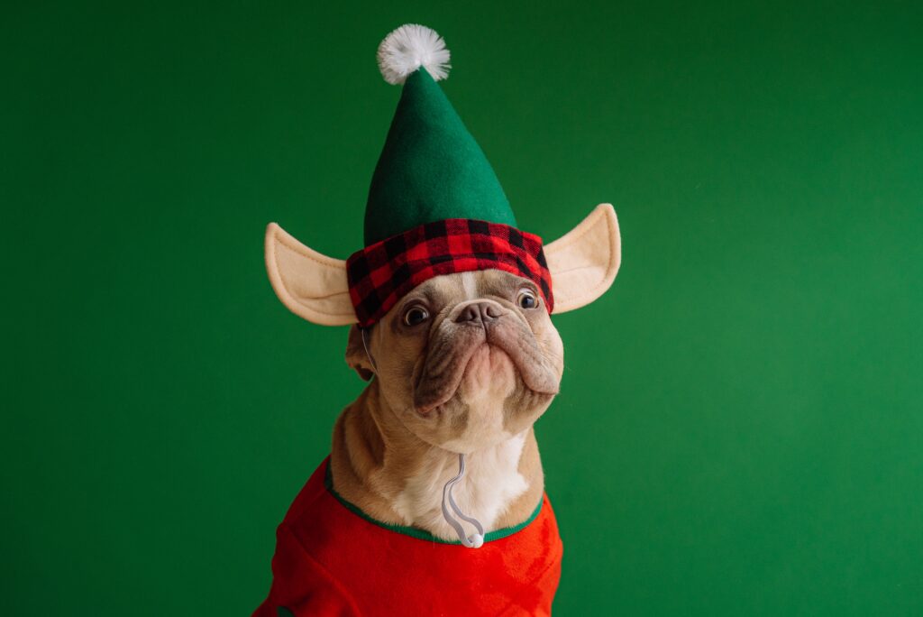 Trouvez le déguisement d’animal parfait pour vous !