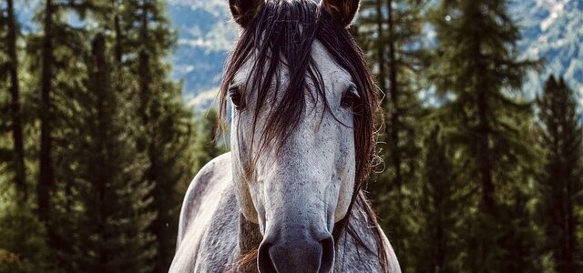 La gemmothérapie : une alternative naturelle pour le bien-être des chevaux